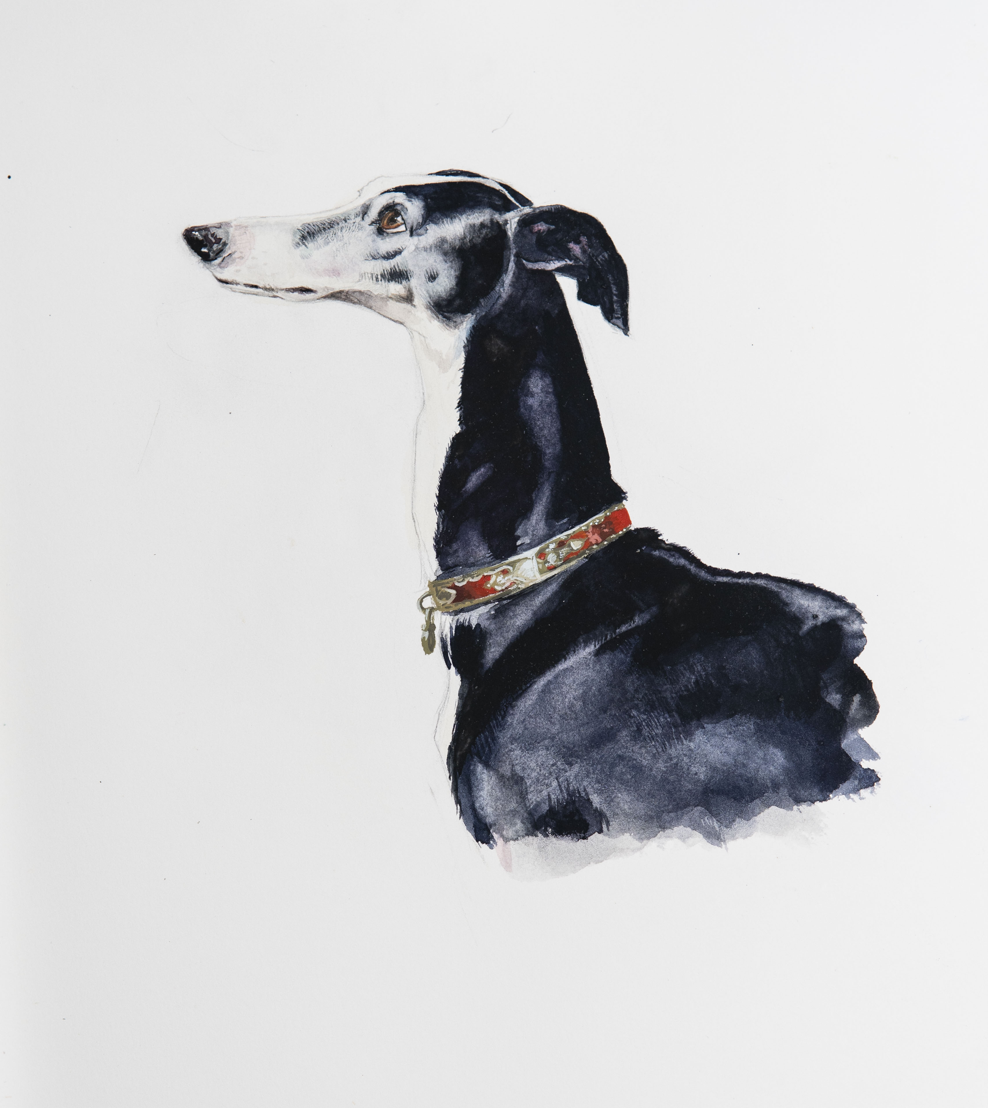 Greyhound