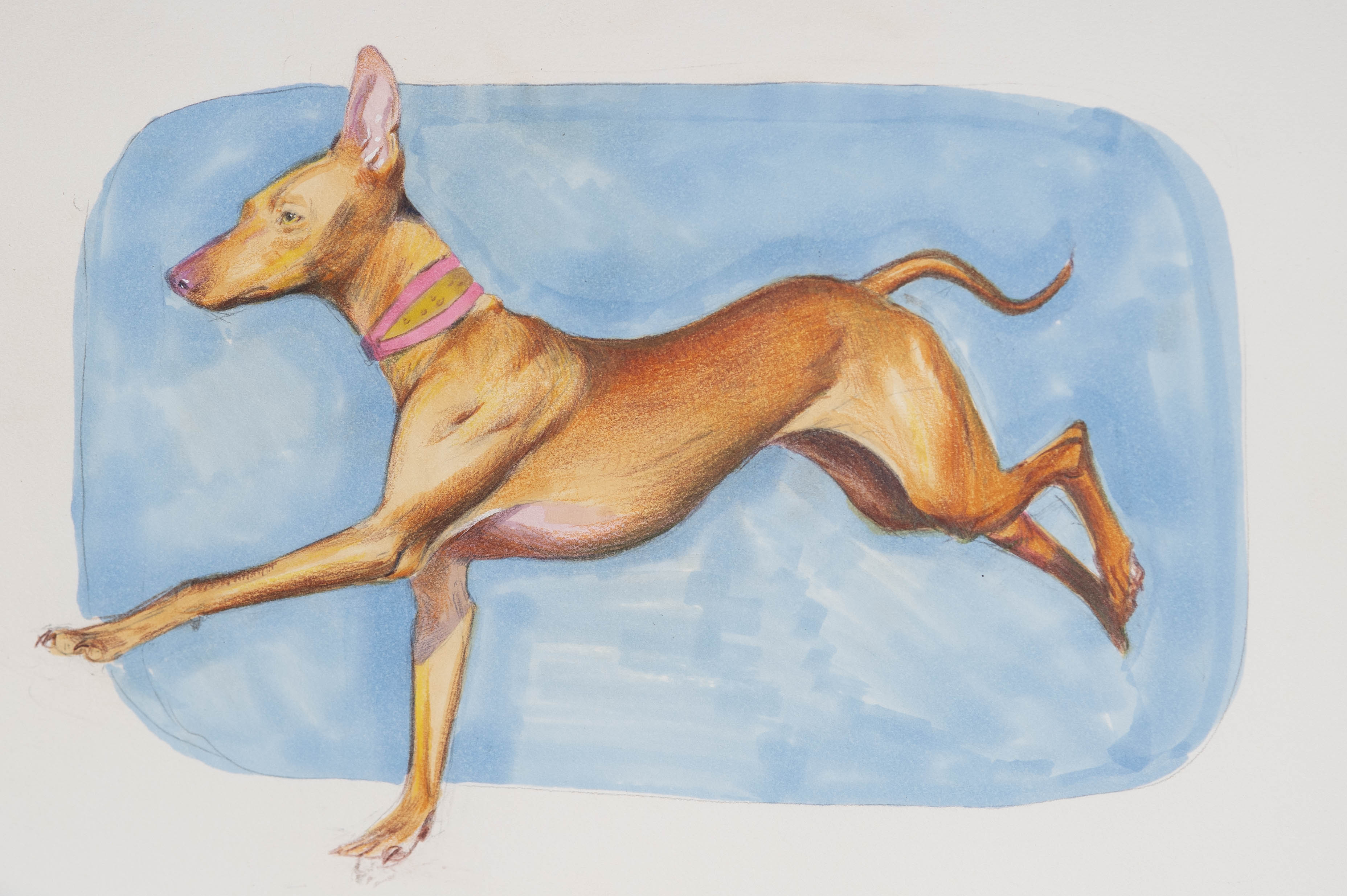 Podenco